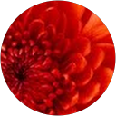 Aly Swasey profile picture
